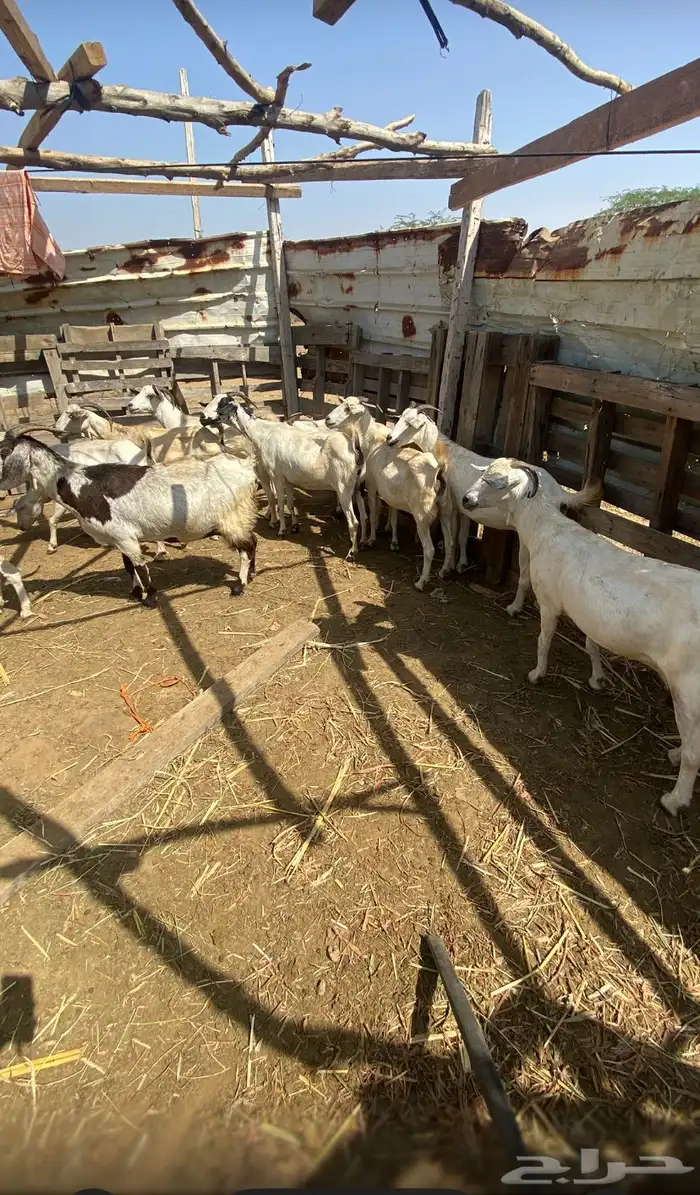 غنم للبيع 2