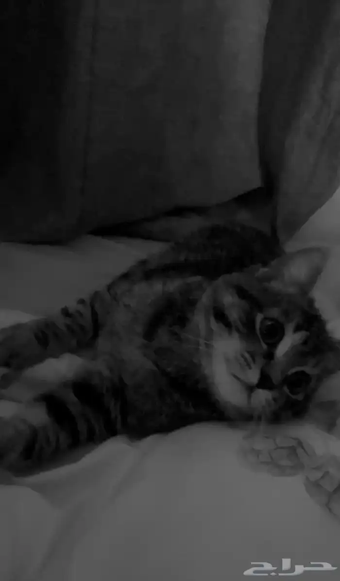 قط للتبني العاجل 0