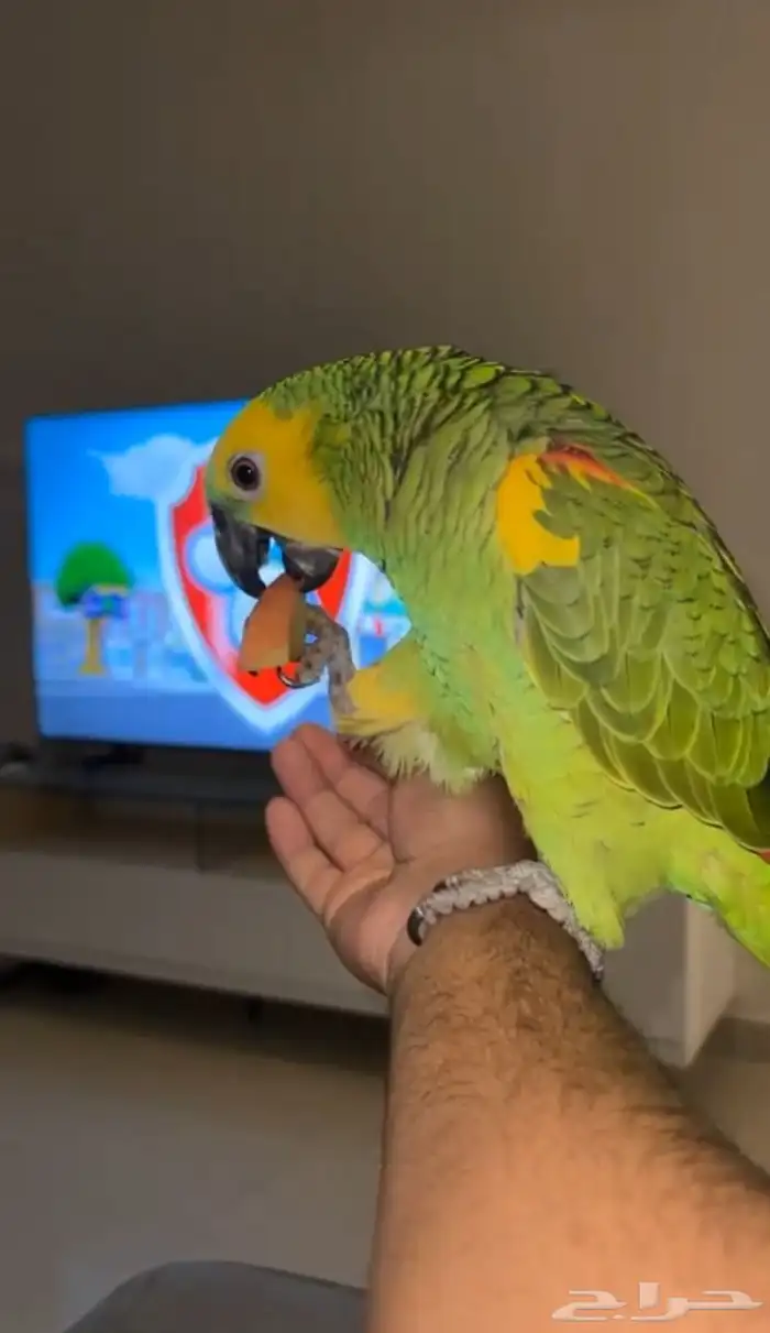 فرخ امزوني بلوفرنتد جاكو مستوى بطل تم البيع 0