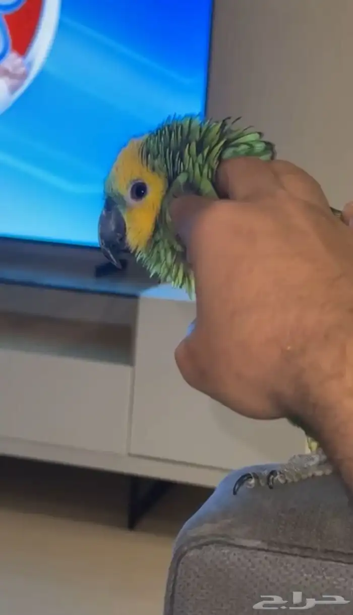 فرخ امزوني بلوفرنتد جاكو مستوى بطل تم البيع 2