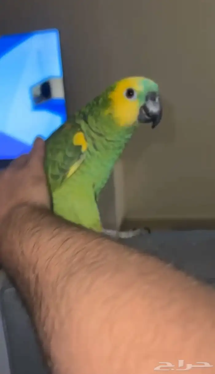 فرخ امزوني بلوفرنتد جاكو مستوى بطل تم البيع 3