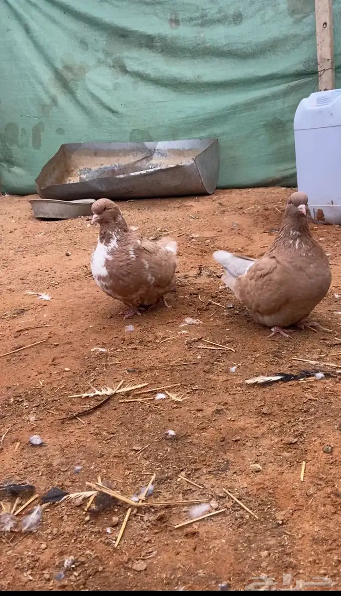 حمام فرش جوز 0