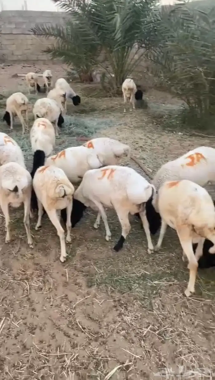 برابر جذعان 0