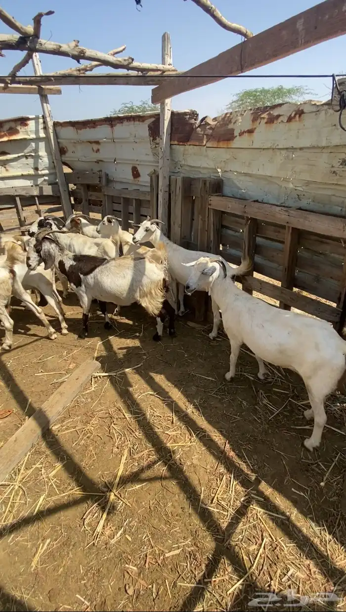 غنم للبيع 4