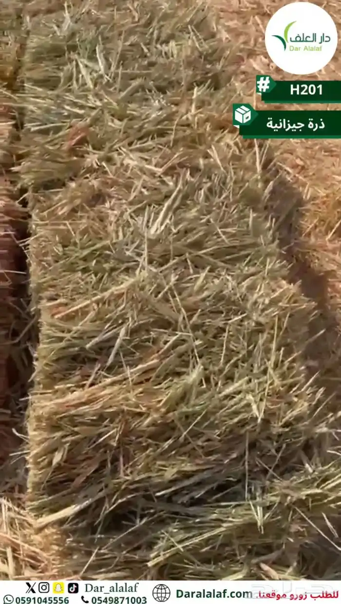 ذرة جيزانيه 1