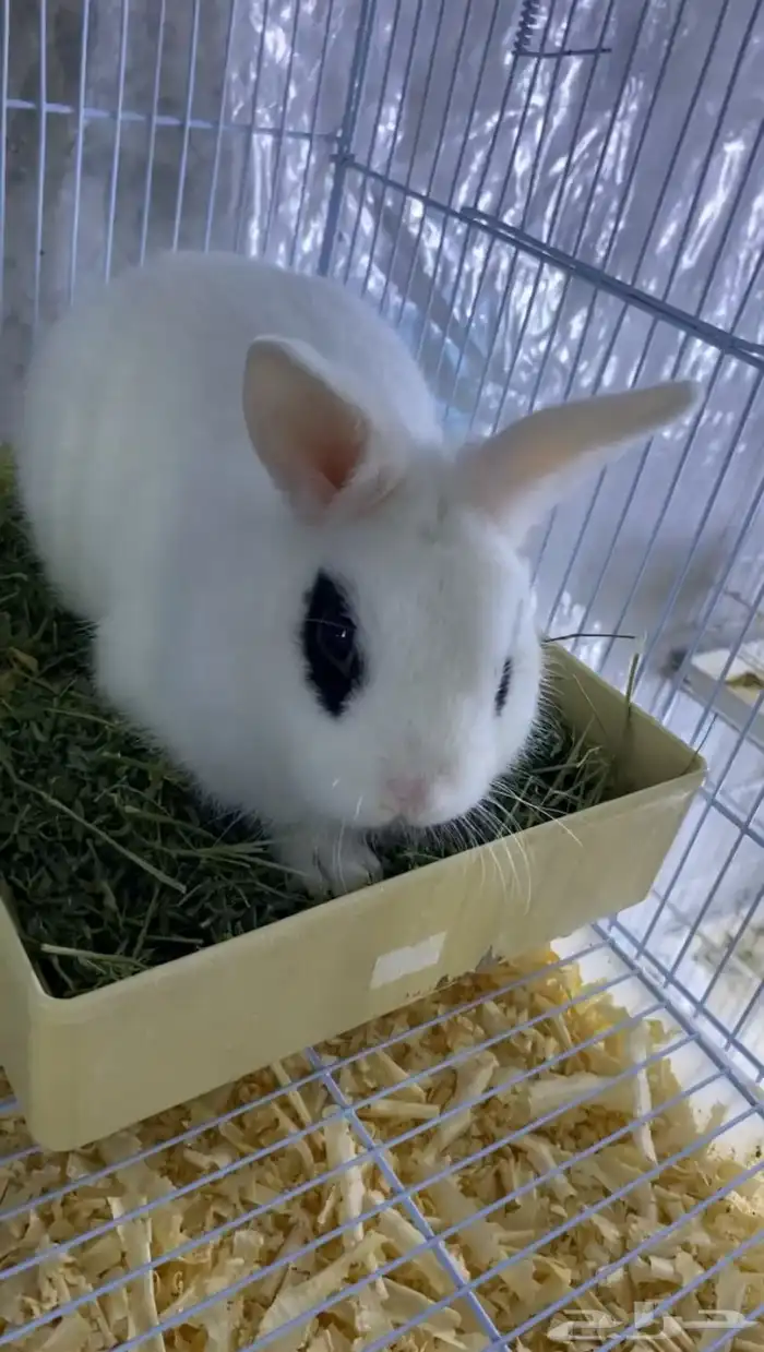 للبيع ارنب الغزم ذكر 2