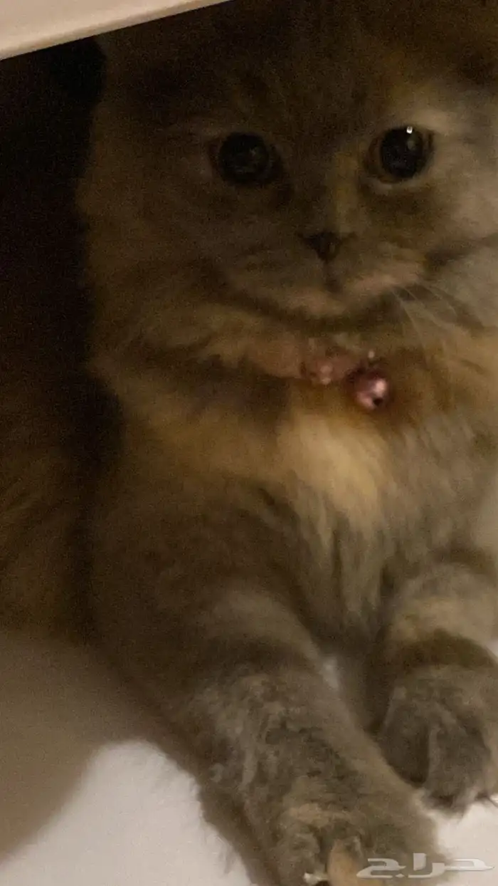 قطه أنثى شيرازي عمر 8 أشهر لو ن رمادي للتبني مع كامل مستلزما 3