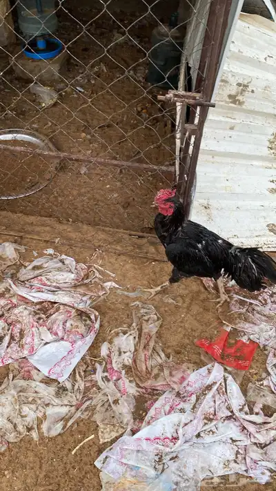 ديك باكستاني index