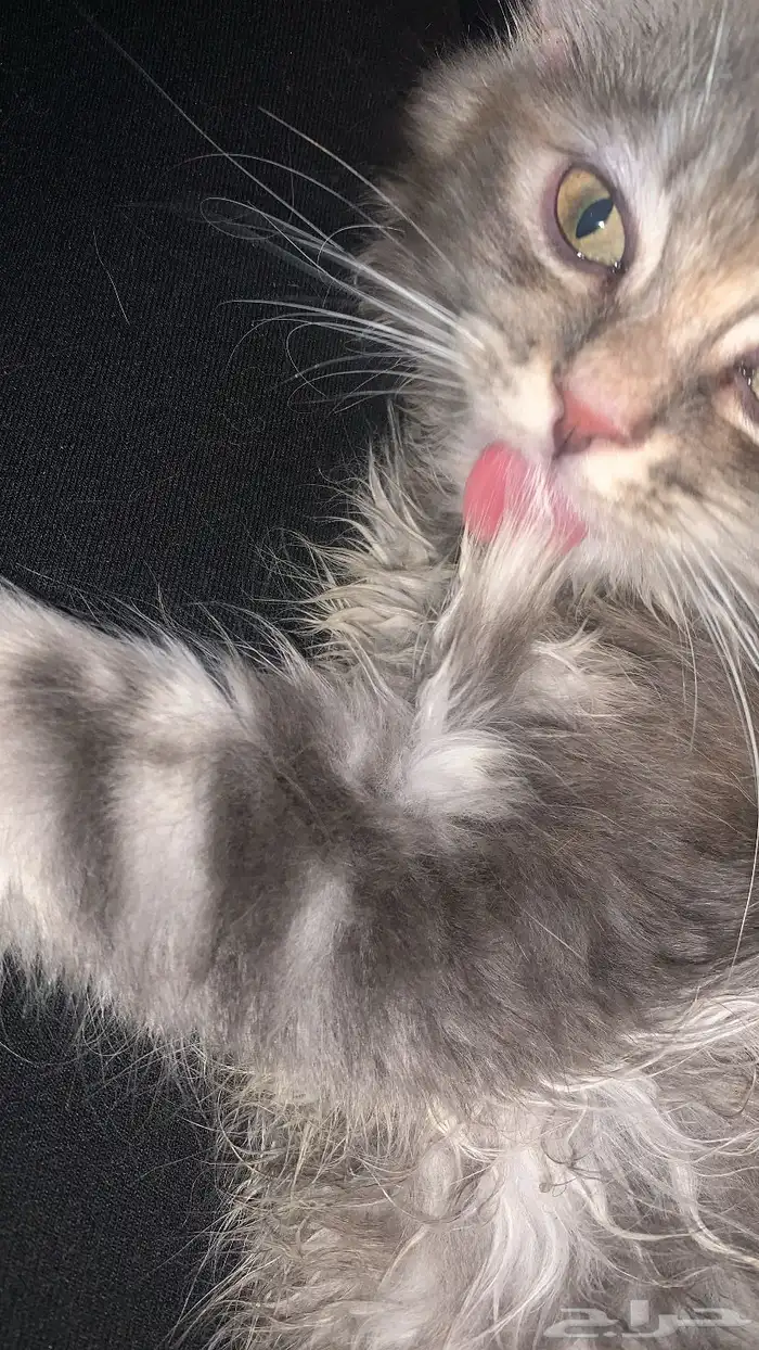 قطط للتبني 0