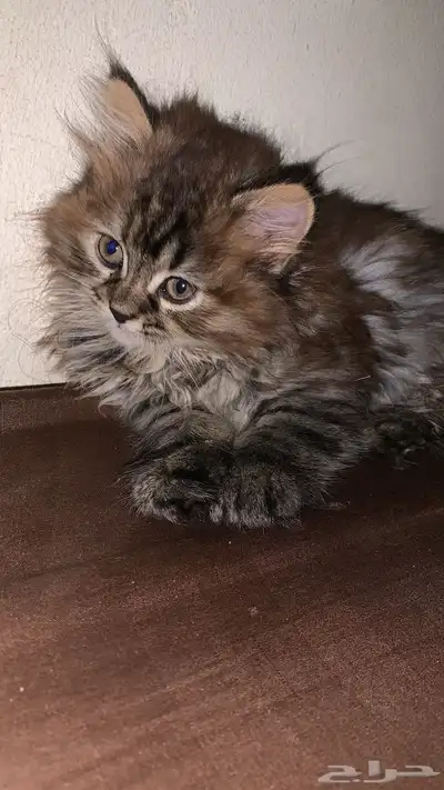 قطط للتبني index