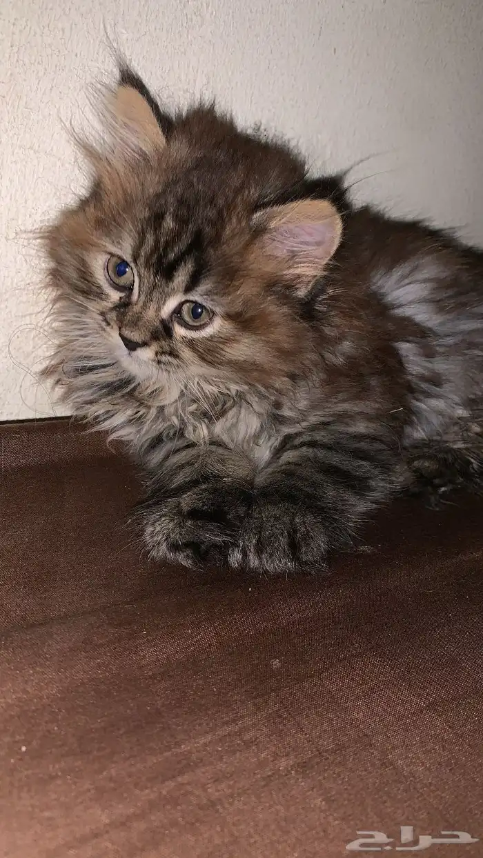 قطط للتبني 2
