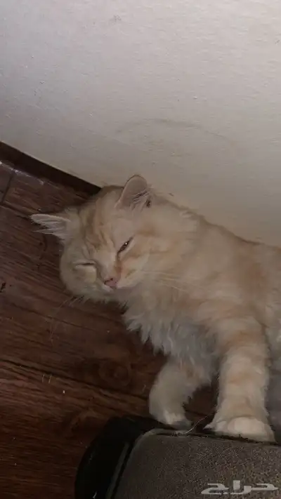 قطط للتبني index