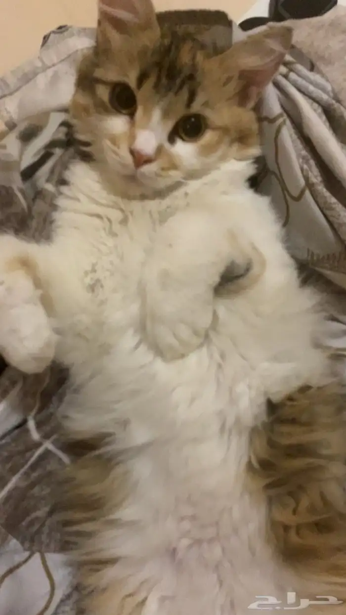 قطه للتبني 1