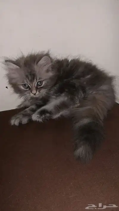 قطط للتبني index