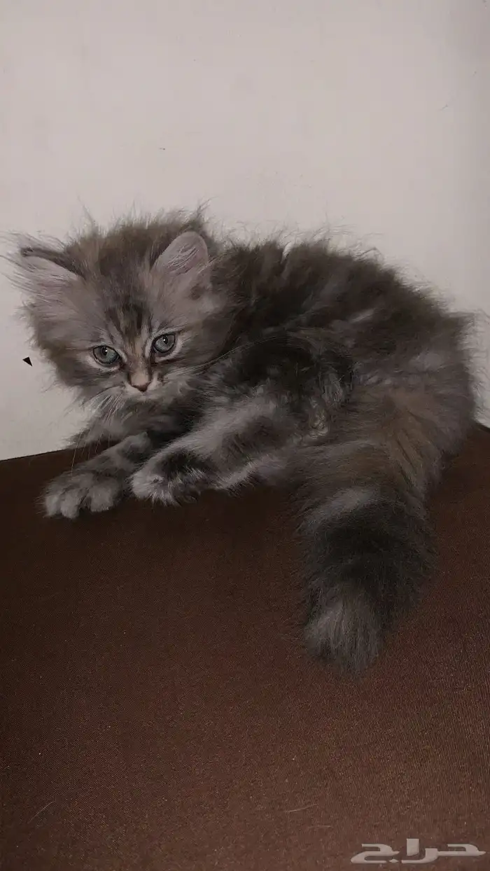 قطط للتبني 3