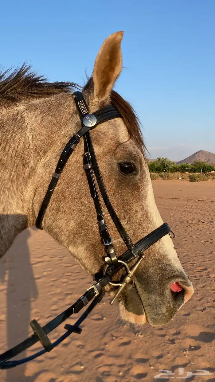 خيل شعبي حار 1