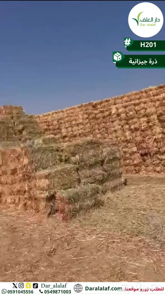 ذرة جيزانيه 0