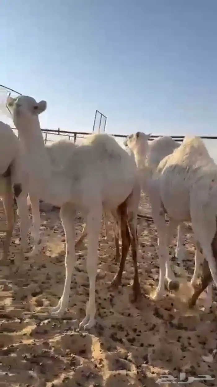 عشاير 3 للبيع التواصل واتساب 0