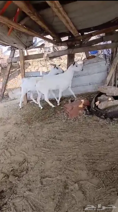 معزا بيشيه index