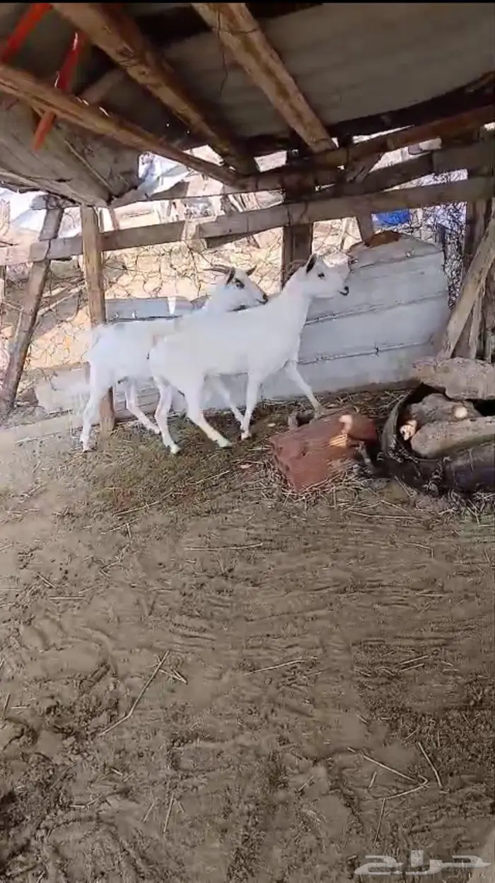 معزا بيشيه 1