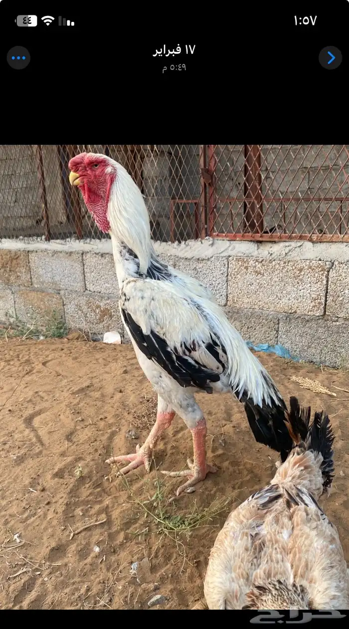 فروخ فارسي ماشاءالله من توب 0