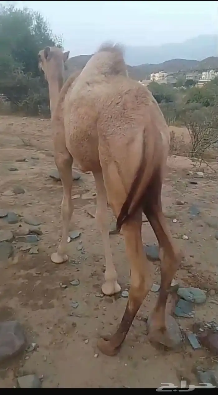 قعود وبكره اعمارهم من 5 شهور 3