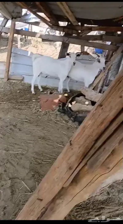 معزا بيشيه index