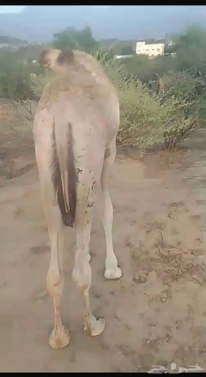 قعود وبكره اعمارهم من 5 شهور 0