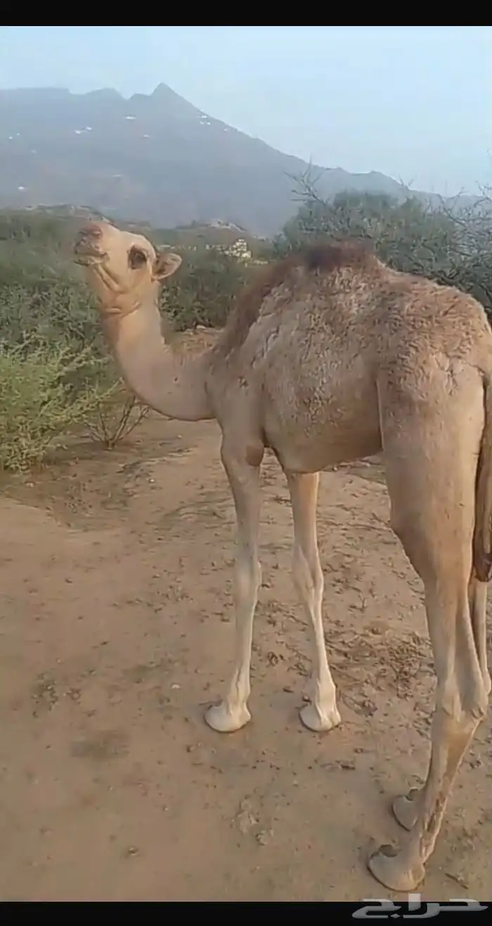 قعود وبكره اعمارهم من 5 شهور 4