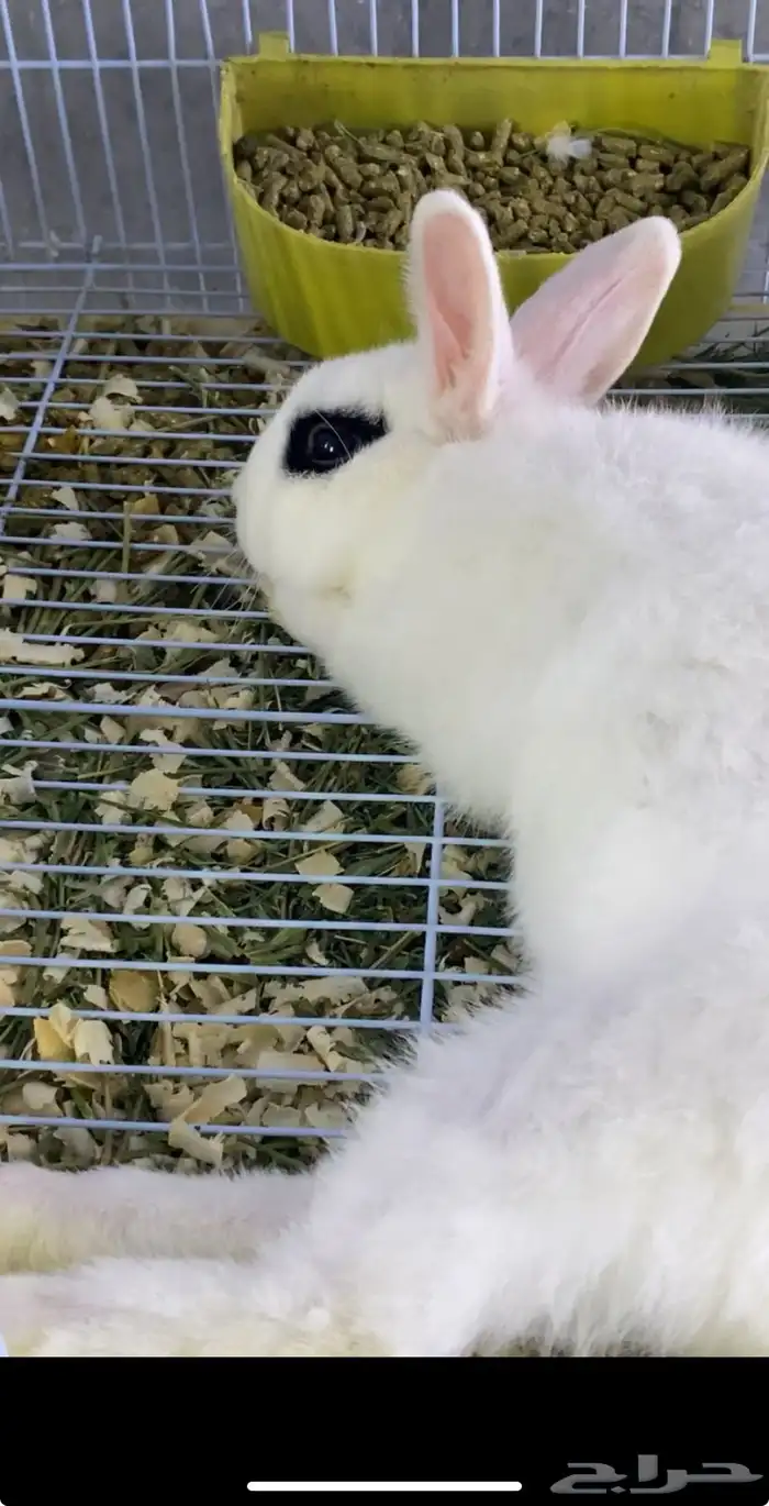 للبيع ارنب الغزم ذكر 1