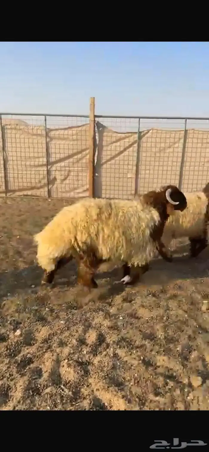 ذبيحتك لباب بيتك 7