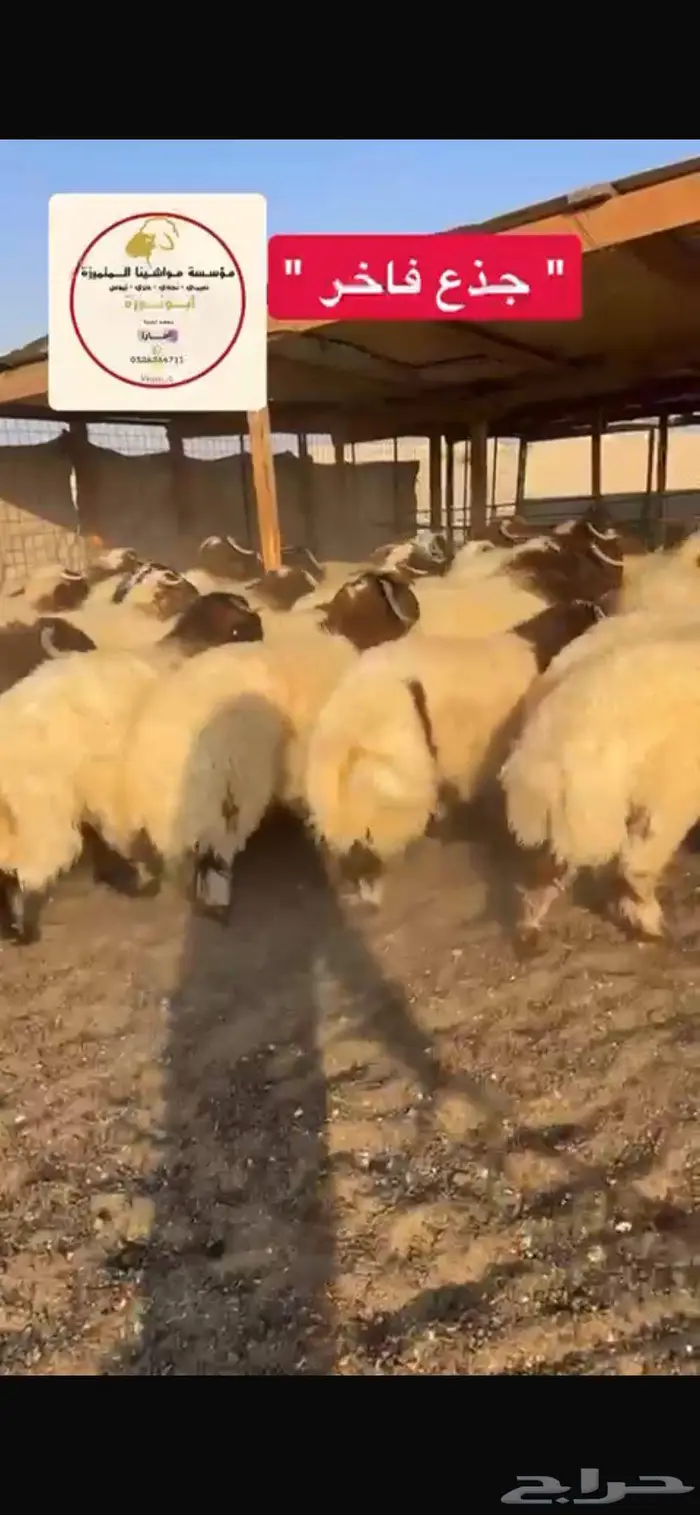 ذبيحتك لباب بيتك 4