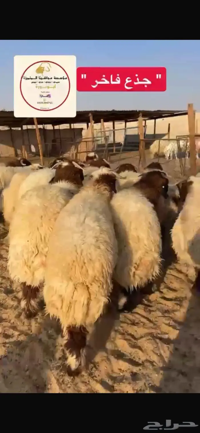 ذبيحتك لباب بيتك 2