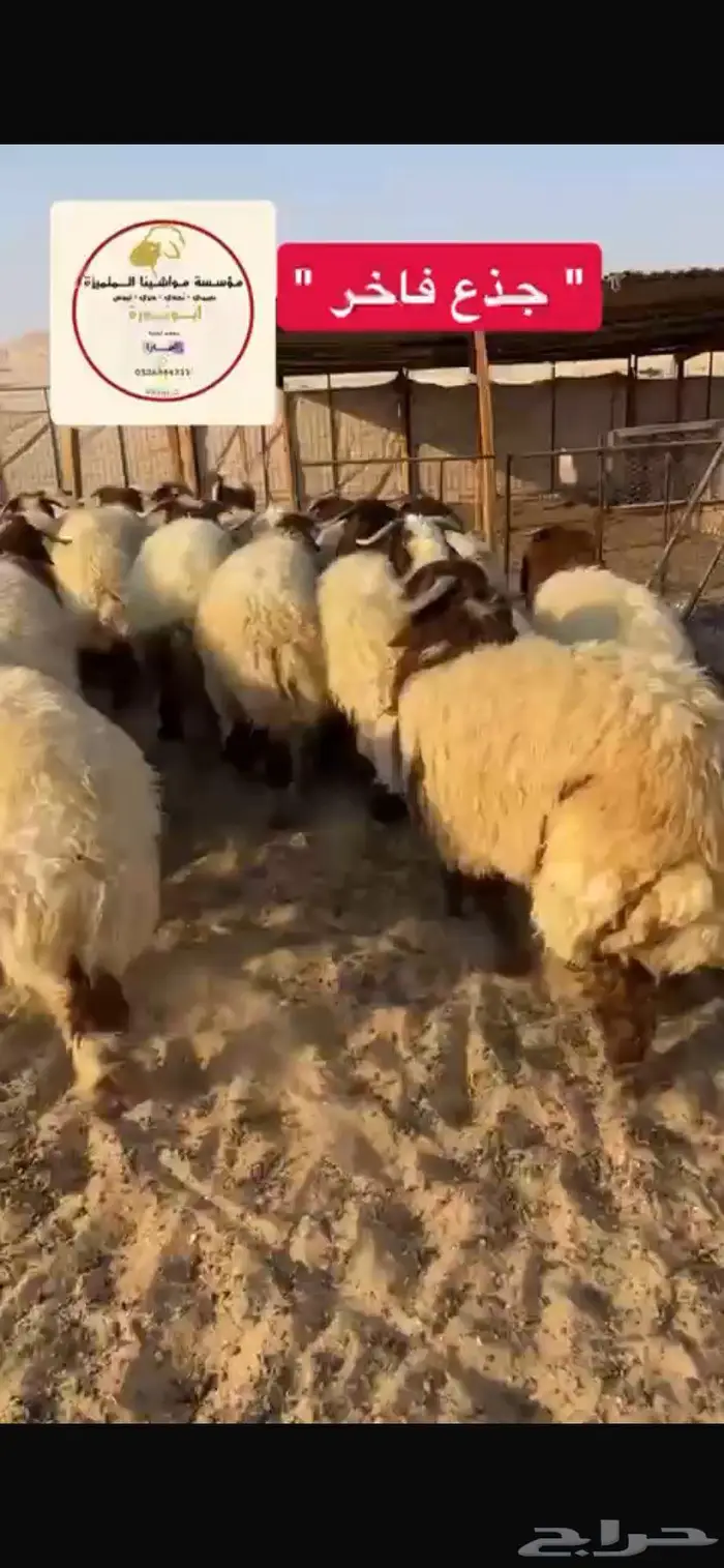 ذبيحتك لباب بيتك 5