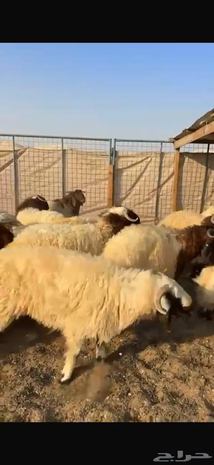 ذبيحتك لباب بيتك 1