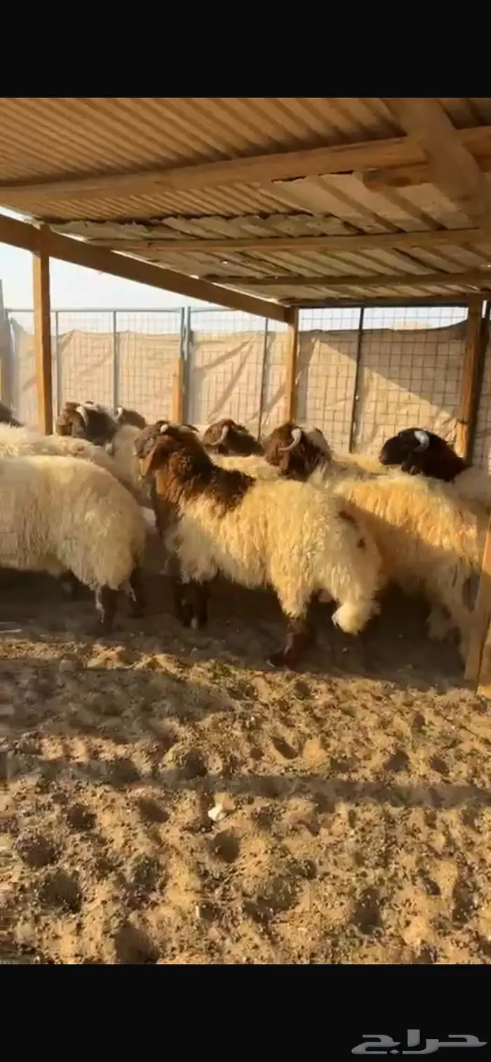 ذبيحتك لباب بيتك 6