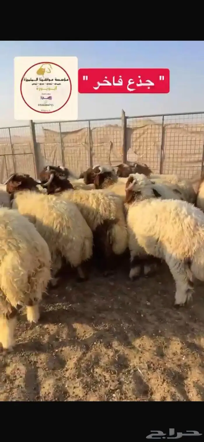 ذبيحتك لباب بيتك 3