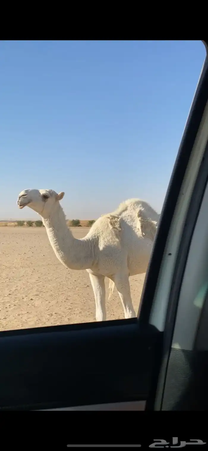 عشرا وجذعه للبيع 1