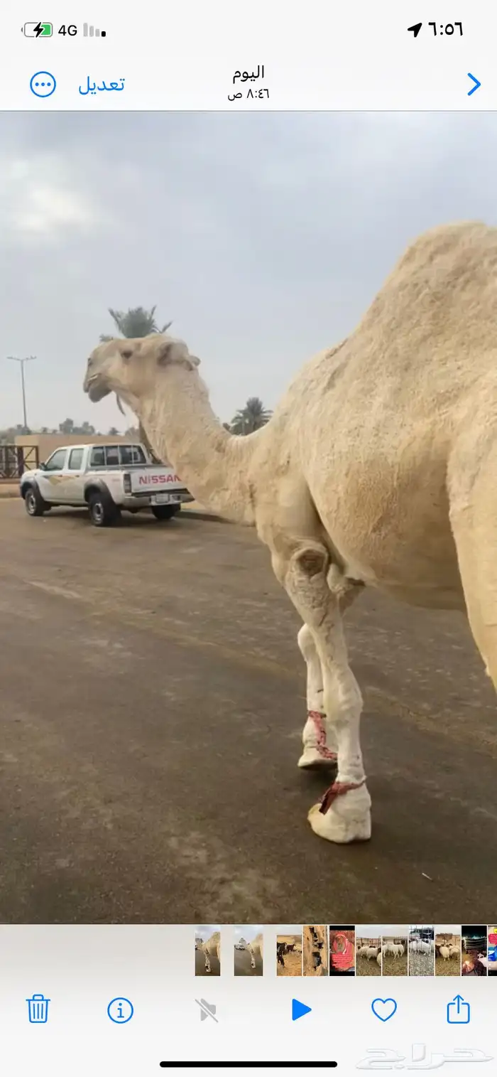 جمل اوضح. باتلي. ع بعير عبدالعزيز ابن فهد. 0