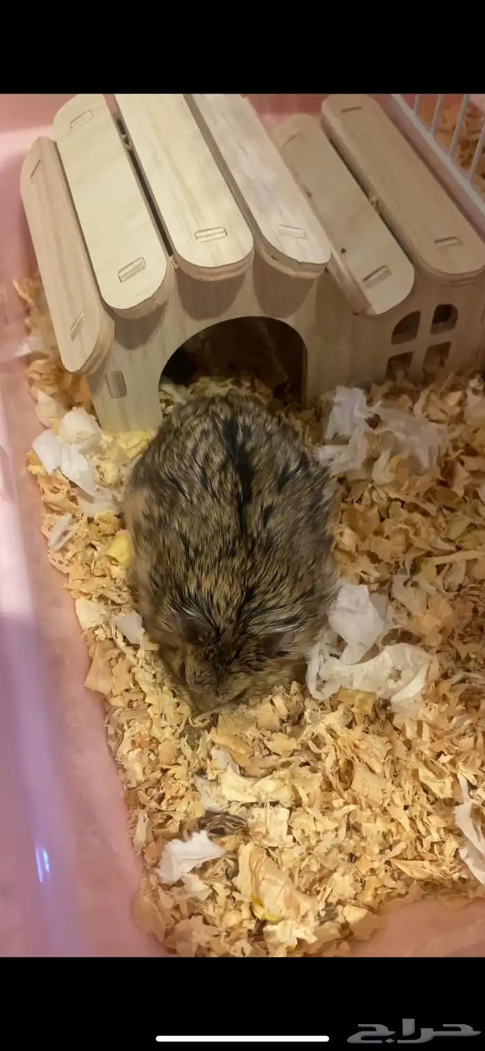 هامسترين روسيين 1