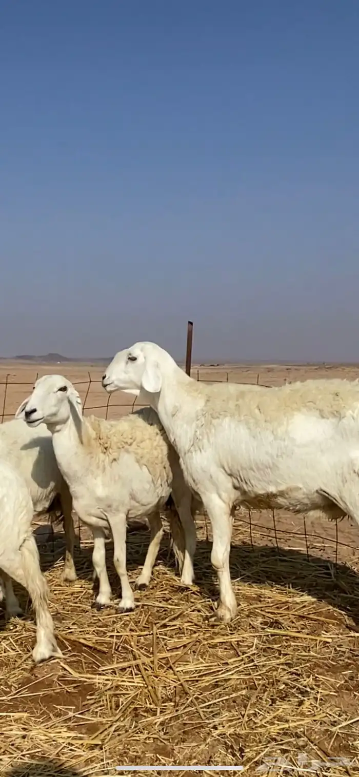 غنم مقاني حريات حرش 7