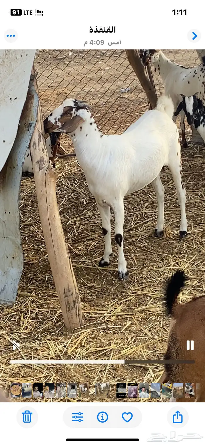 جفرة للبيع 1