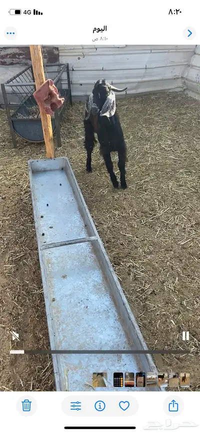 للبيع تيس عارضي index