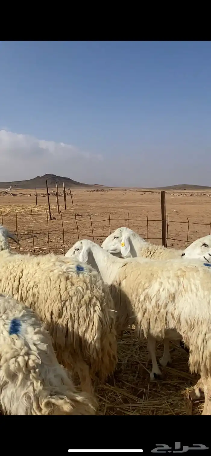 غنم مقاني حريات حرش 24