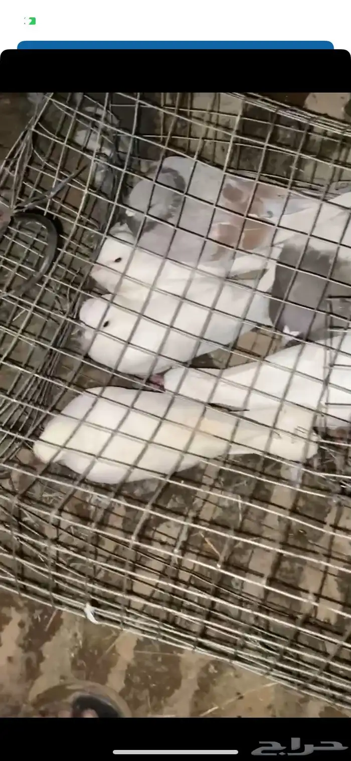 حمام البيع 1