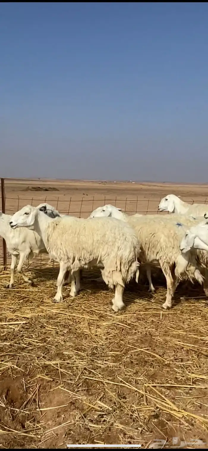 غنم مقاني حريات حرش 13