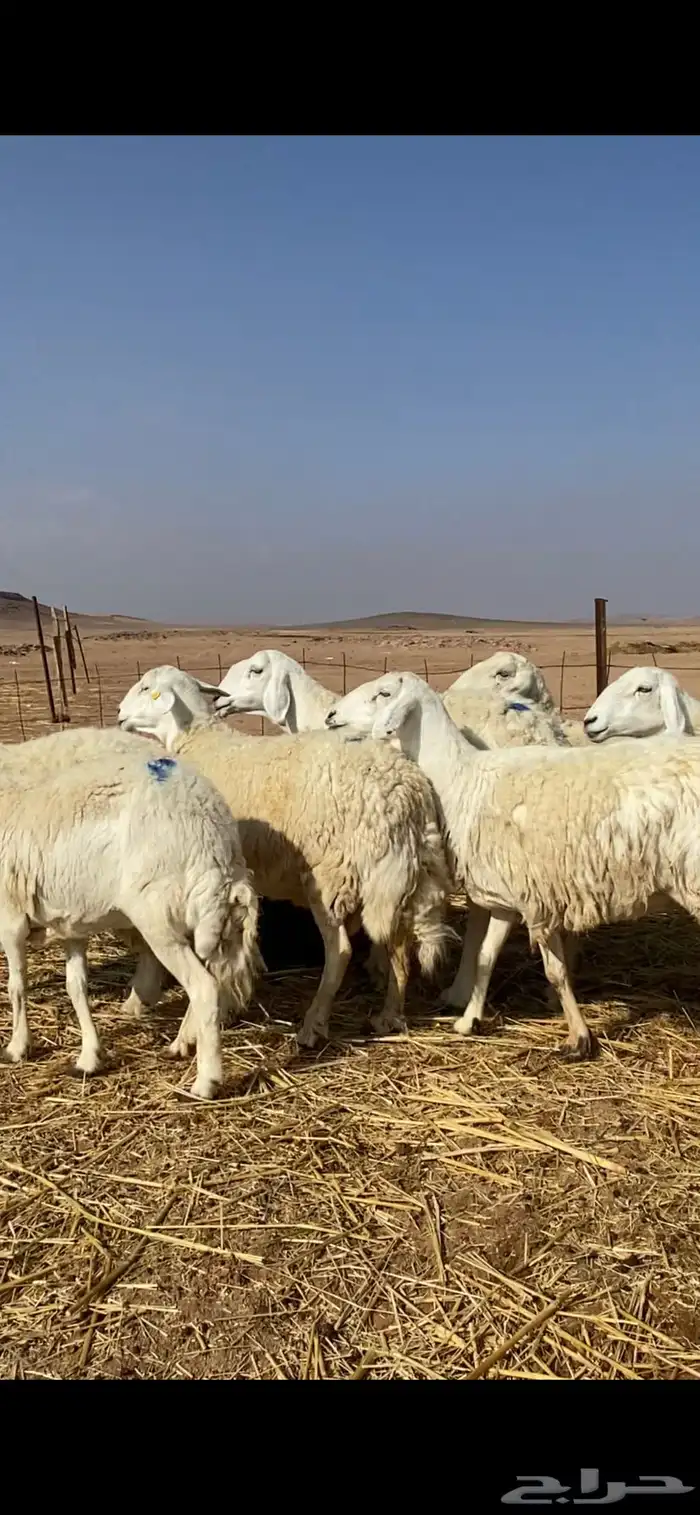 غنم مقاني حريات حرش 3