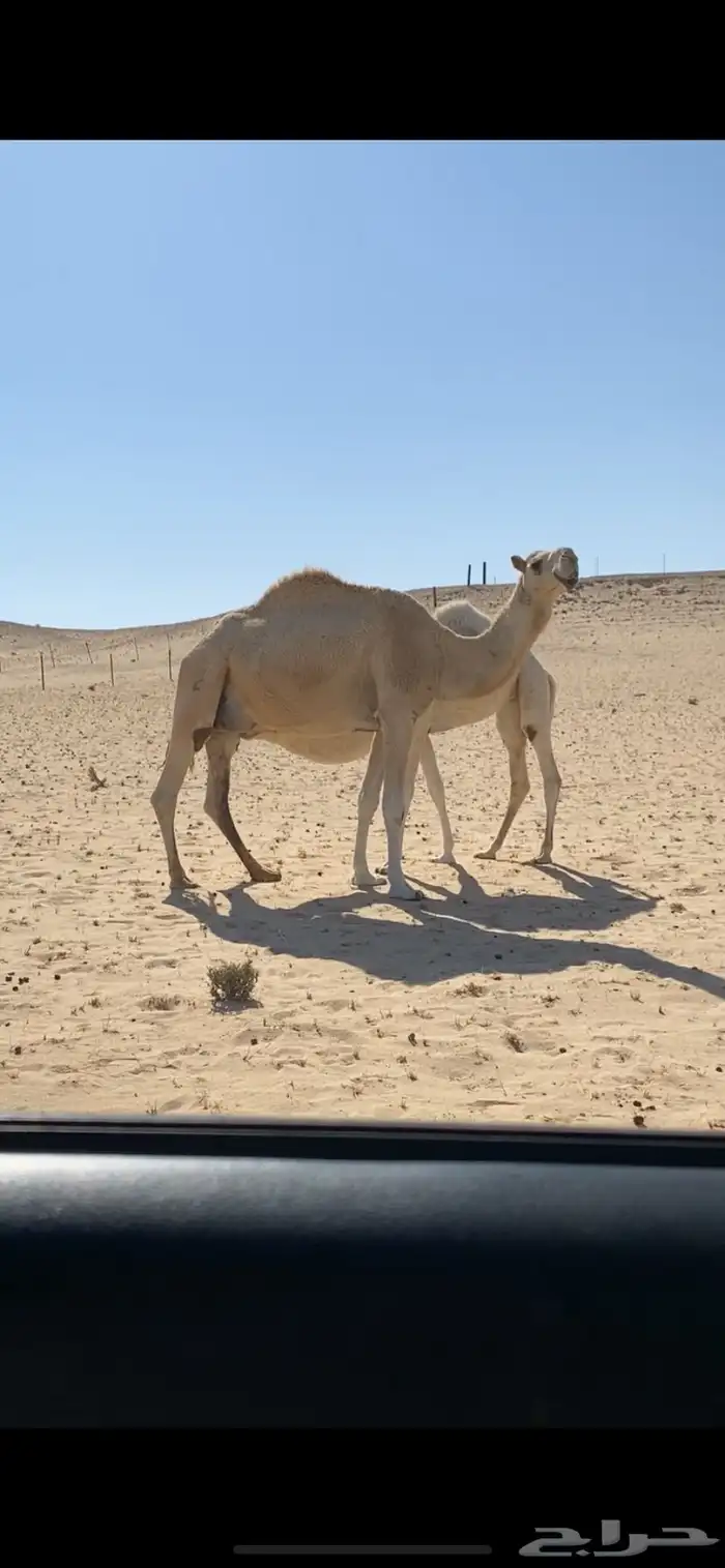 عشرا وجذعه للبيع 0