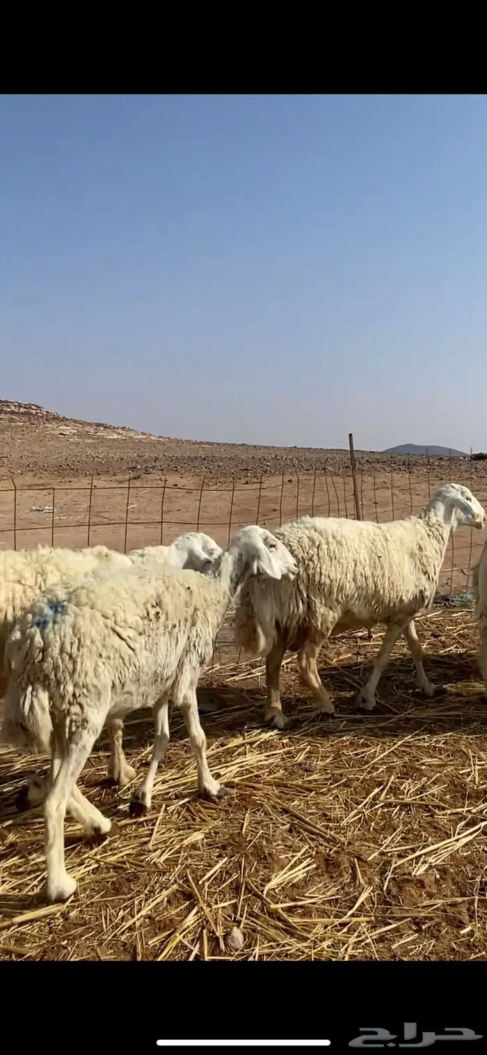 غنم مقاني حريات حرش 25