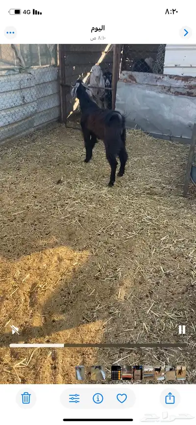 للبيع تيس عارضي index